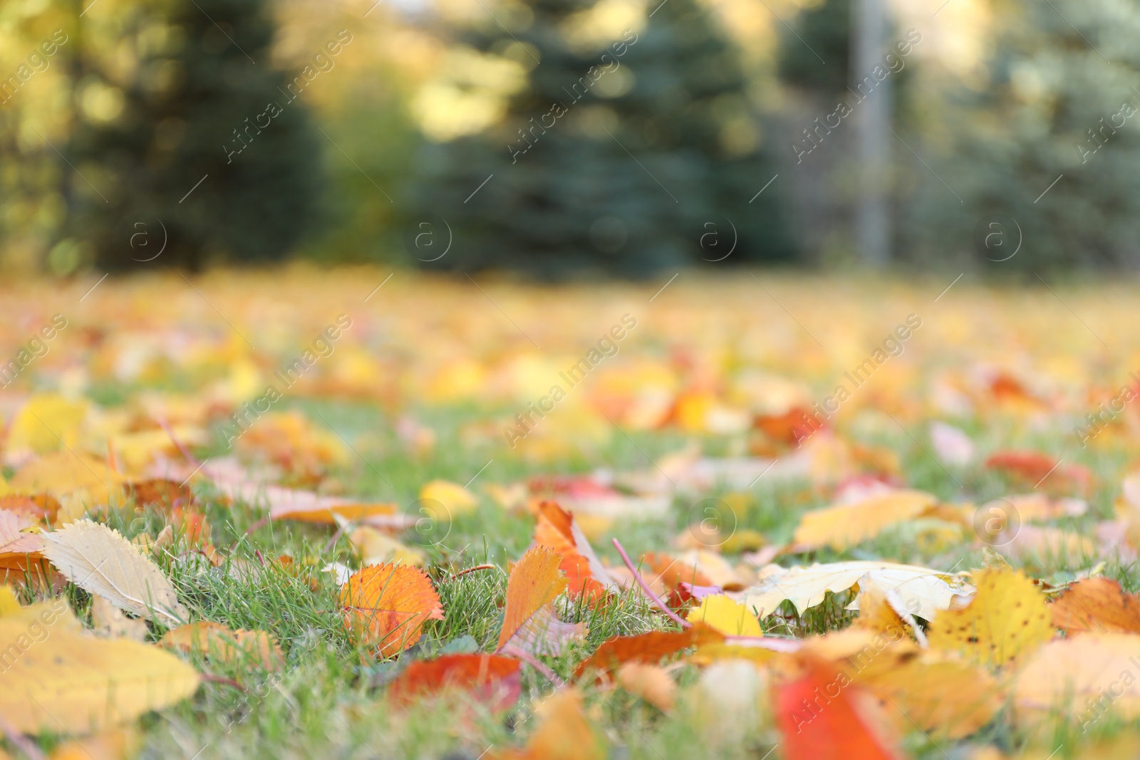 Photo of Beautiful colorful fallen leaves on grass in park, selective focus