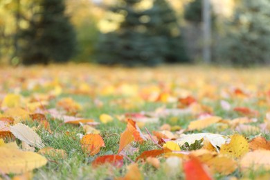 Beautiful colorful fallen leaves on grass in park, selective focus