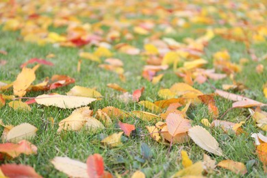 Beautiful colorful fallen leaves on green grass, closeup