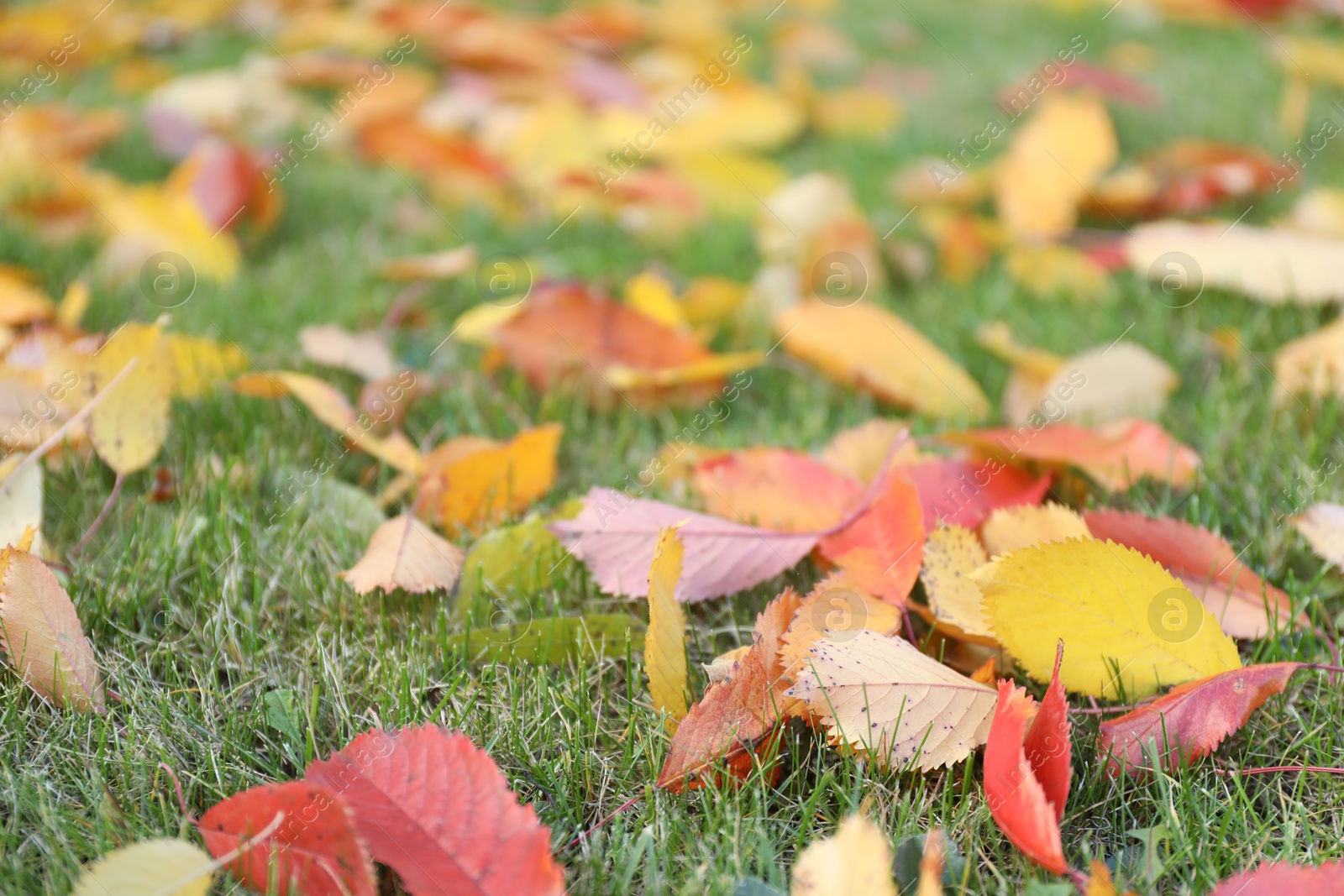 Photo of Beautiful colorful fallen leaves on green grass, selective focus