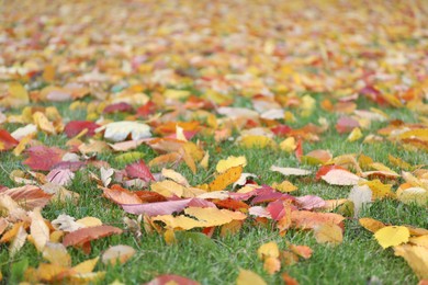 Photo of Beautiful colorful fallen leaves on green grass, selective focus