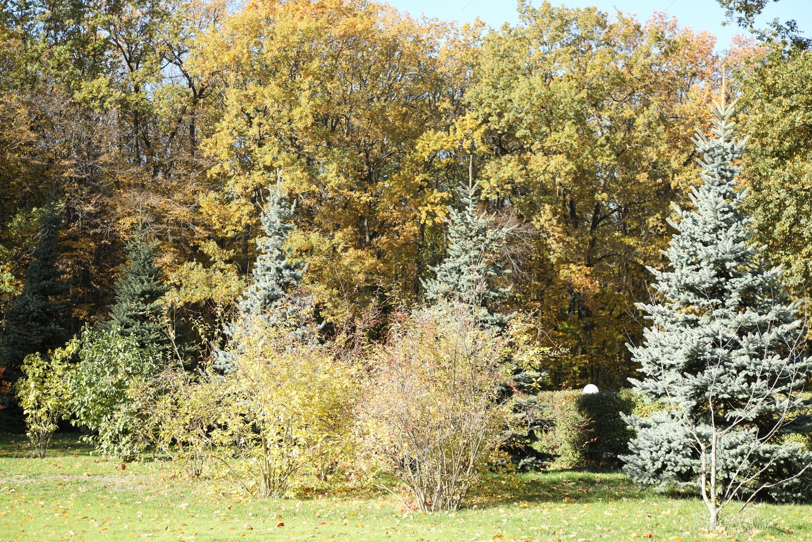 Photo of Beautiful trees with colorful leaves growing in autumnal park