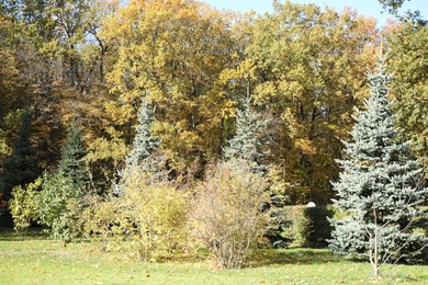 Beautiful trees with colorful leaves growing in autumnal park