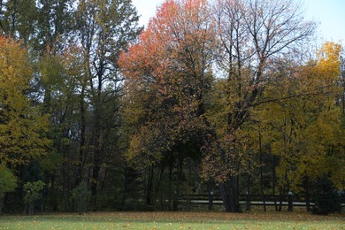 Photo of Beautiful trees with colorful leaves growing in autumnal park