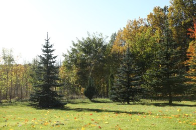 Photo of Beautiful trees growing in park. Autumn season