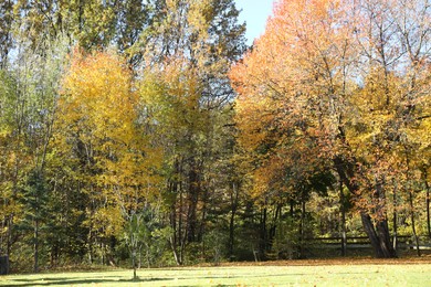 Photo of Beautiful trees with colorful leaves growing in autumnal park