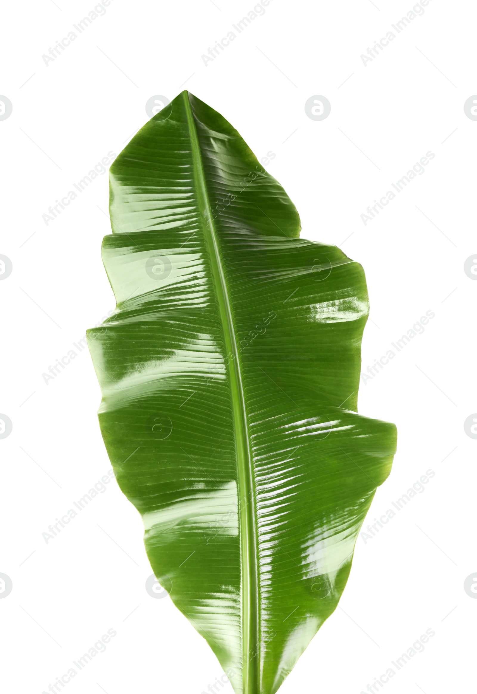 Photo of Fresh green banana tree leaf isolated on white