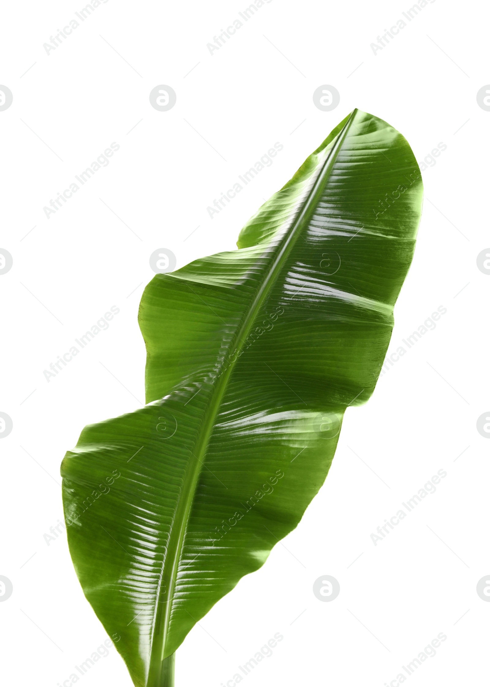 Photo of Fresh green banana tree leaf isolated on white