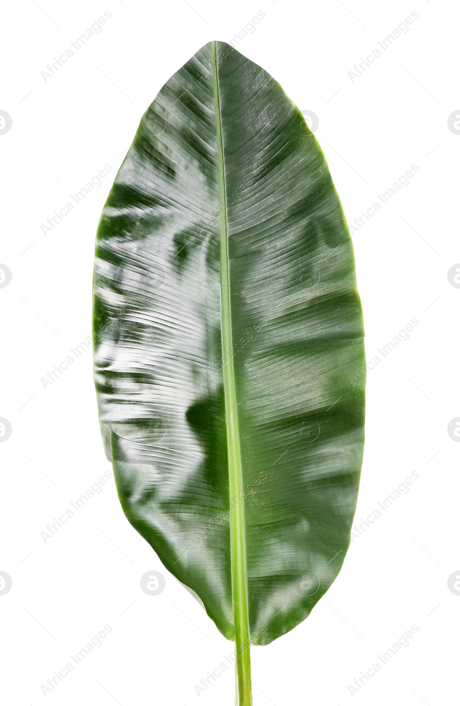 Photo of Fresh green banana tree leaf isolated on white