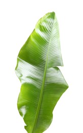 Photo of Fresh green banana tree leaf isolated on white