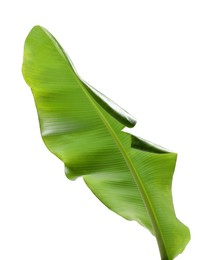 Photo of Fresh green banana tree leaf isolated on white