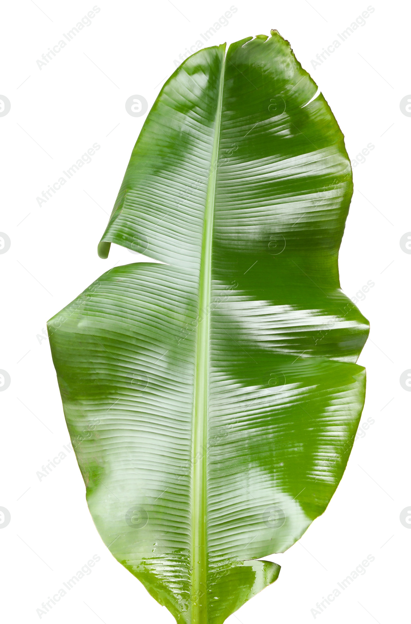 Photo of Fresh green banana tree leaf isolated on white