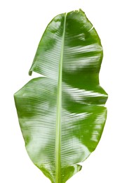 Photo of Fresh green banana tree leaf isolated on white