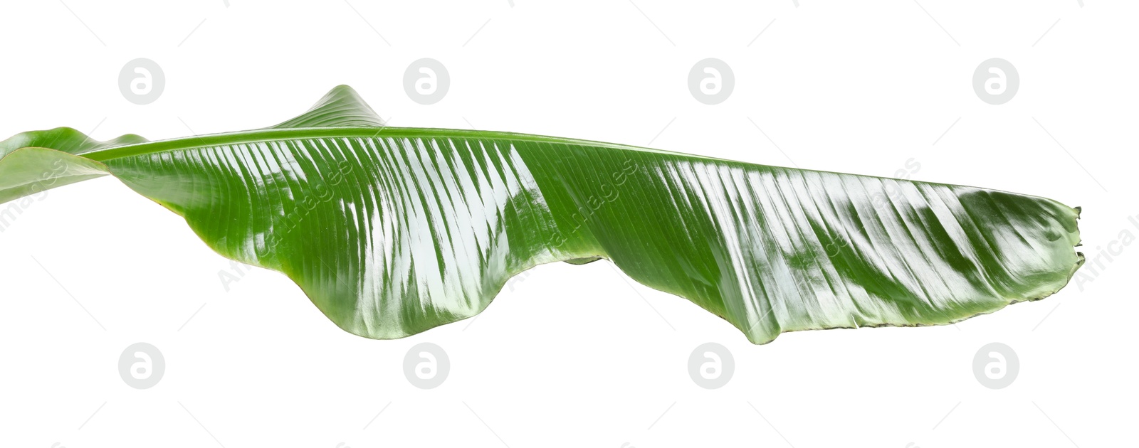 Photo of Fresh green banana tree leaf isolated on white