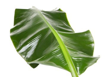 Photo of Fresh green banana tree leaf isolated on white