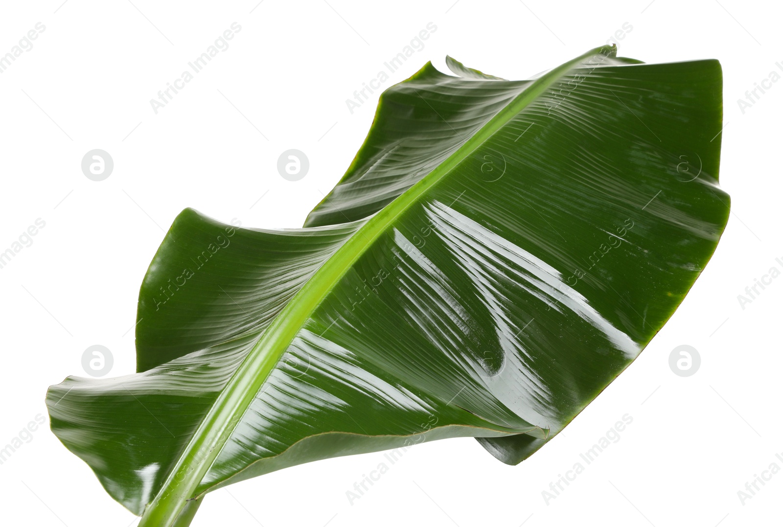 Photo of Fresh green banana tree leaf isolated on white