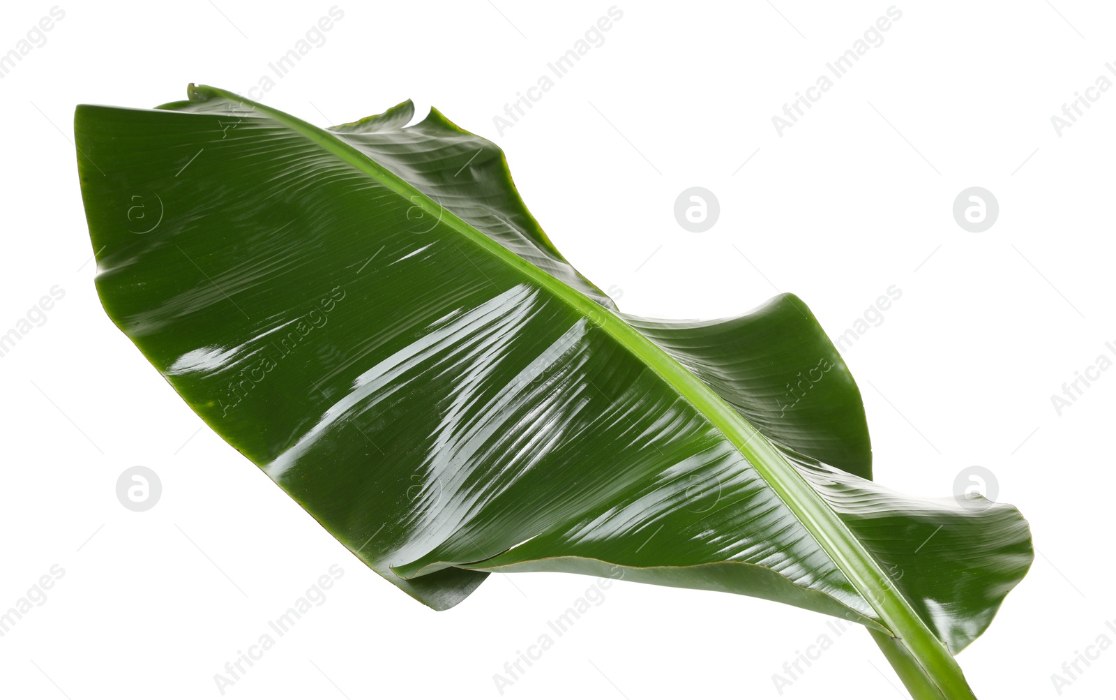 Photo of Fresh green banana tree leaf isolated on white