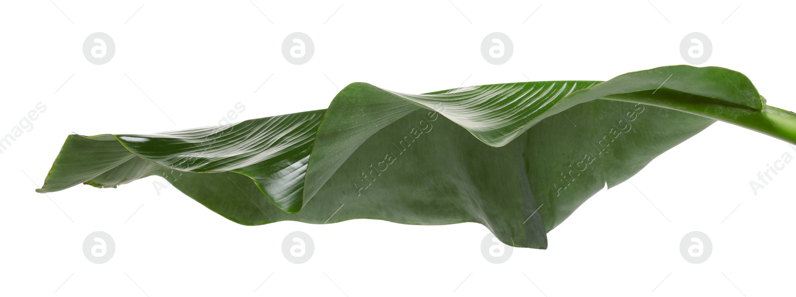 Photo of Fresh green banana tree leaf isolated on white