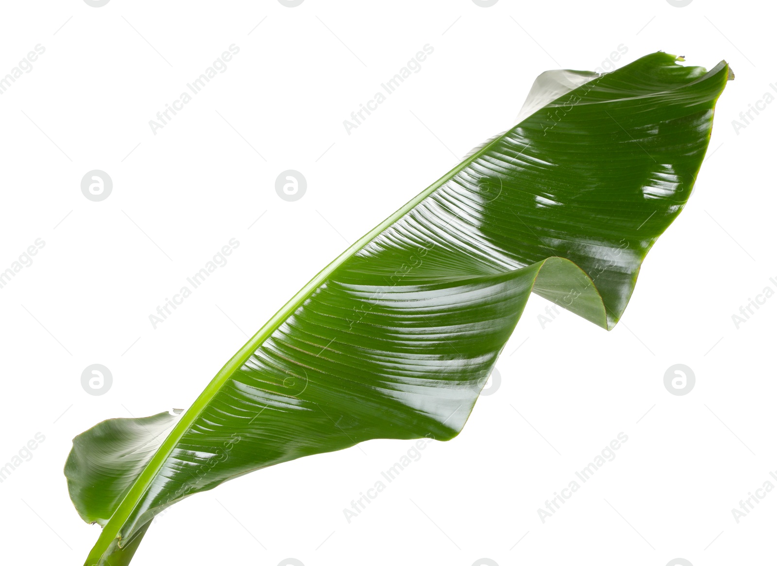 Photo of Fresh green banana tree leaf isolated on white