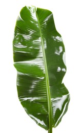 Photo of Fresh green banana tree leaf isolated on white