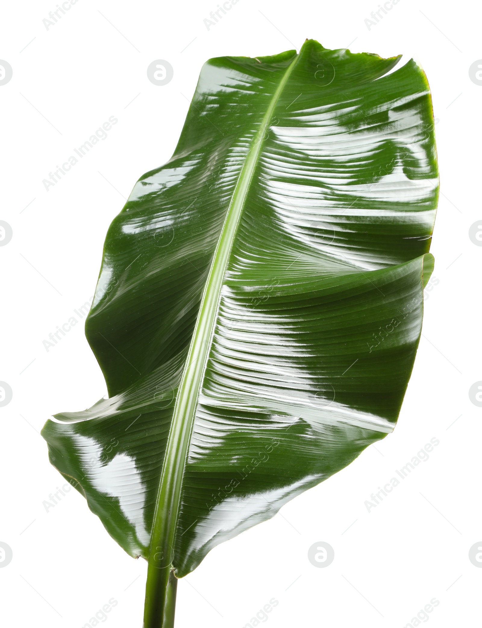 Photo of Fresh green banana tree leaf isolated on white