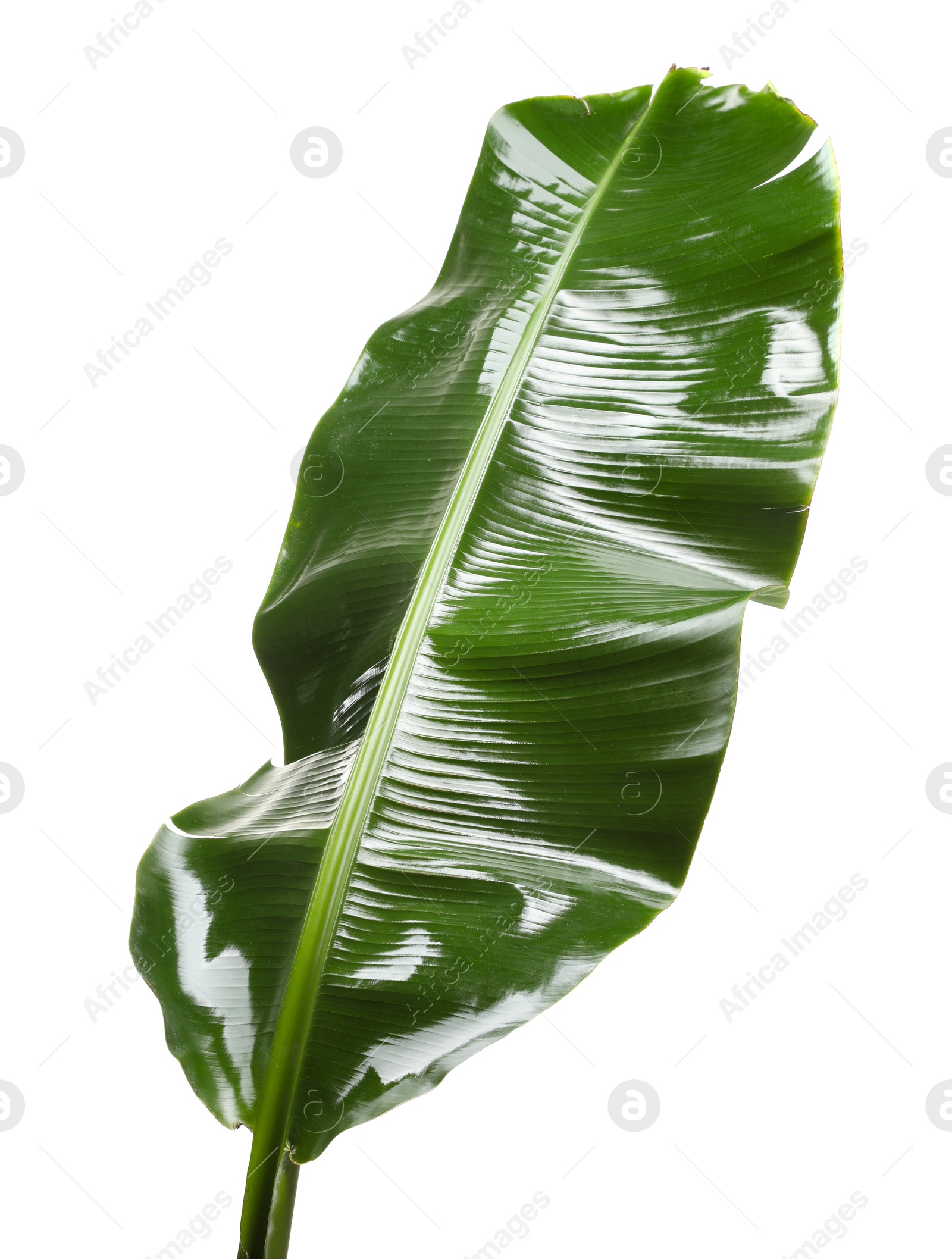 Photo of Fresh green banana tree leaf isolated on white