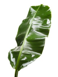 Fresh green banana tree leaf isolated on white