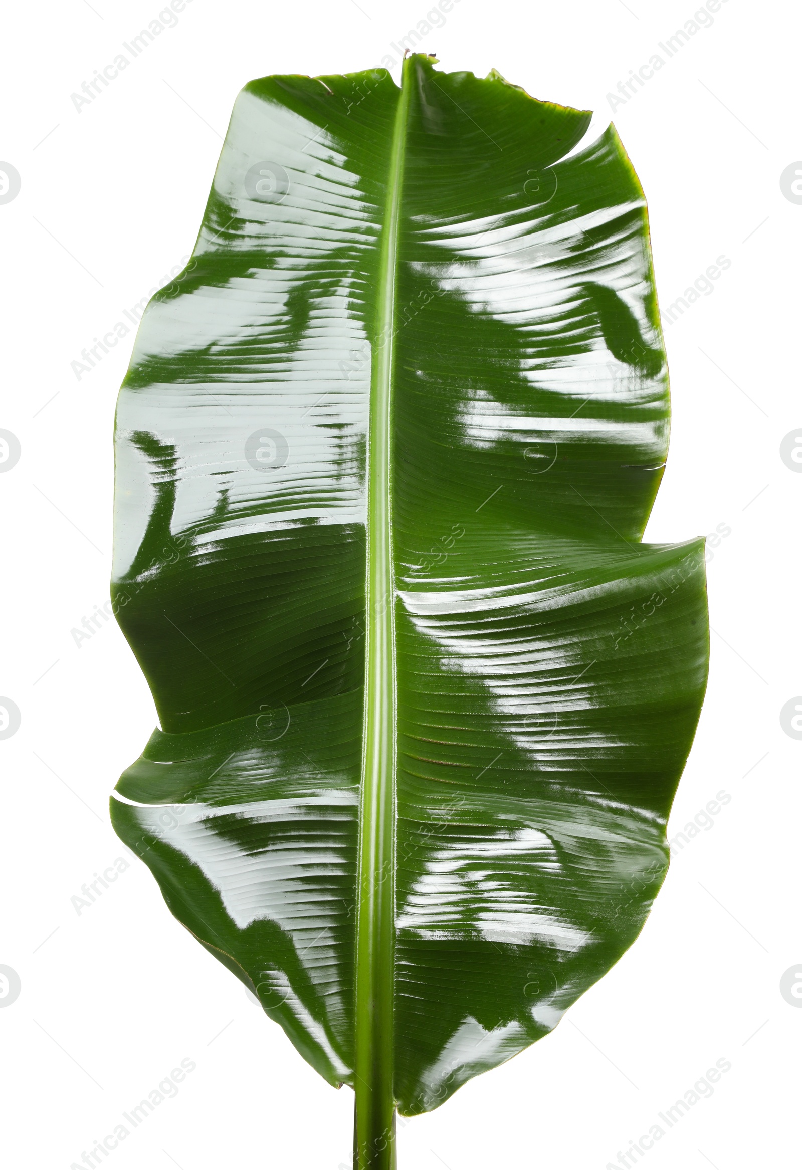 Photo of Fresh green banana tree leaf isolated on white