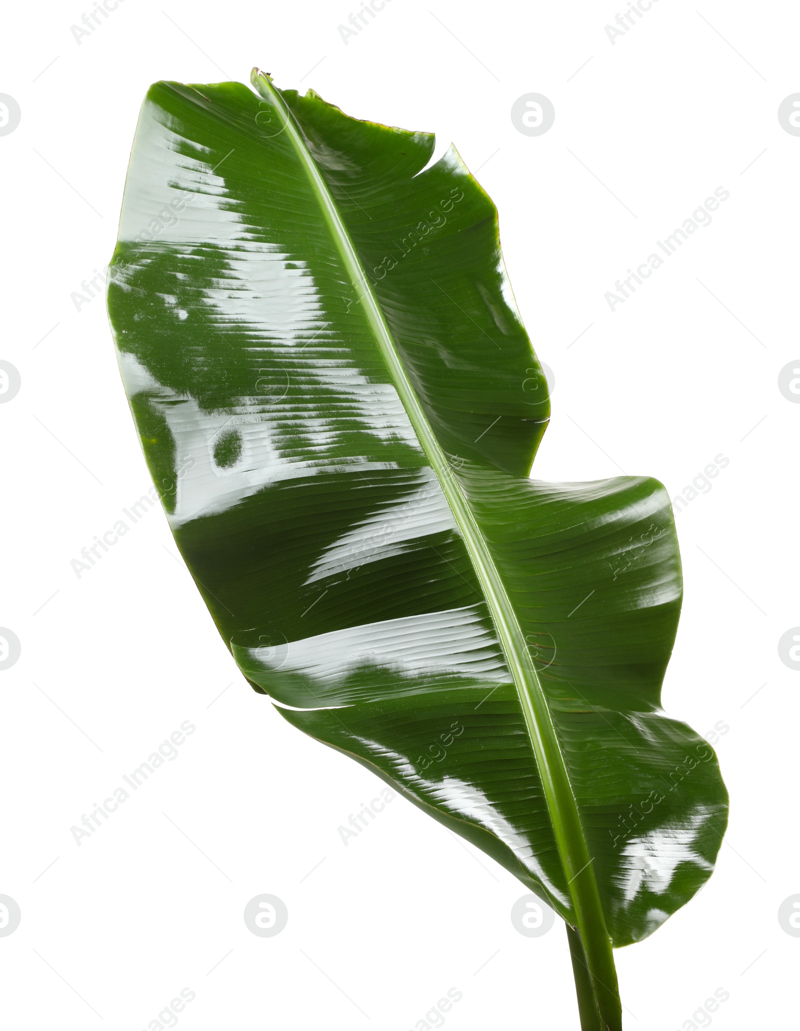 Photo of Fresh green banana tree leaf isolated on white