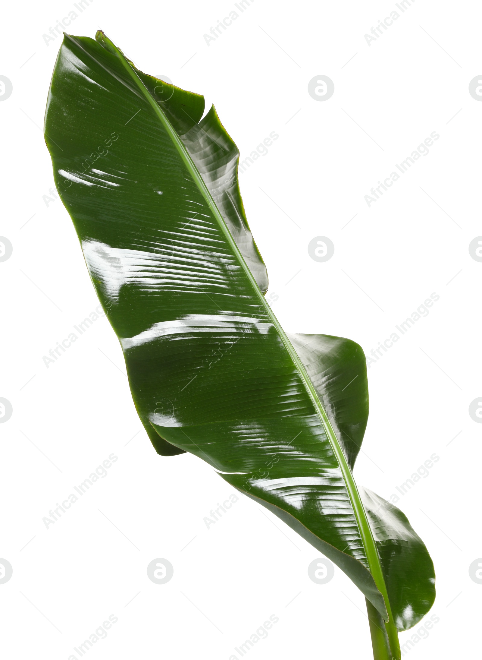 Photo of Fresh green banana tree leaf isolated on white