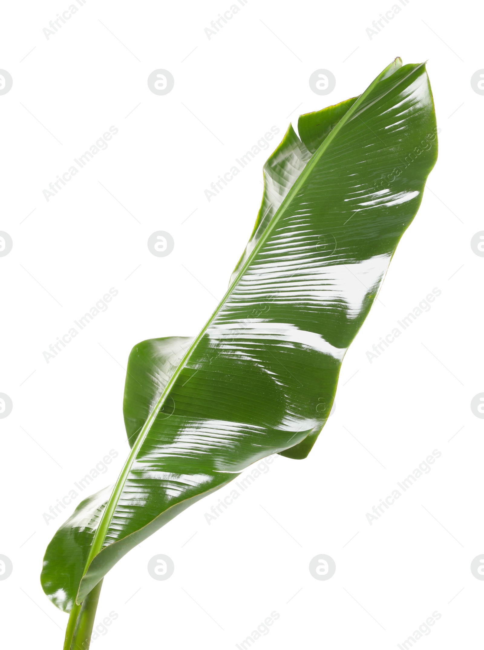 Photo of Fresh green banana tree leaf isolated on white