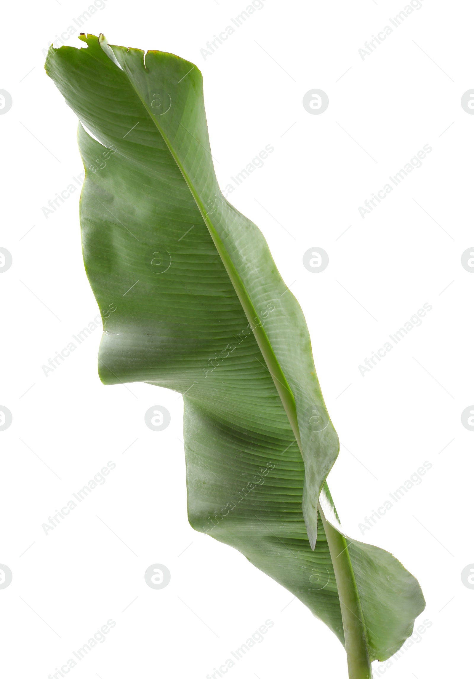 Photo of Fresh green banana tree leaf isolated on white