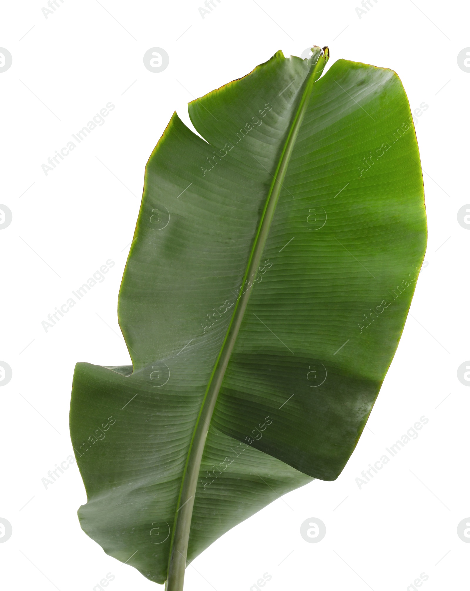 Photo of Fresh green banana tree leaf isolated on white