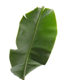 Photo of Fresh green banana tree leaf isolated on white