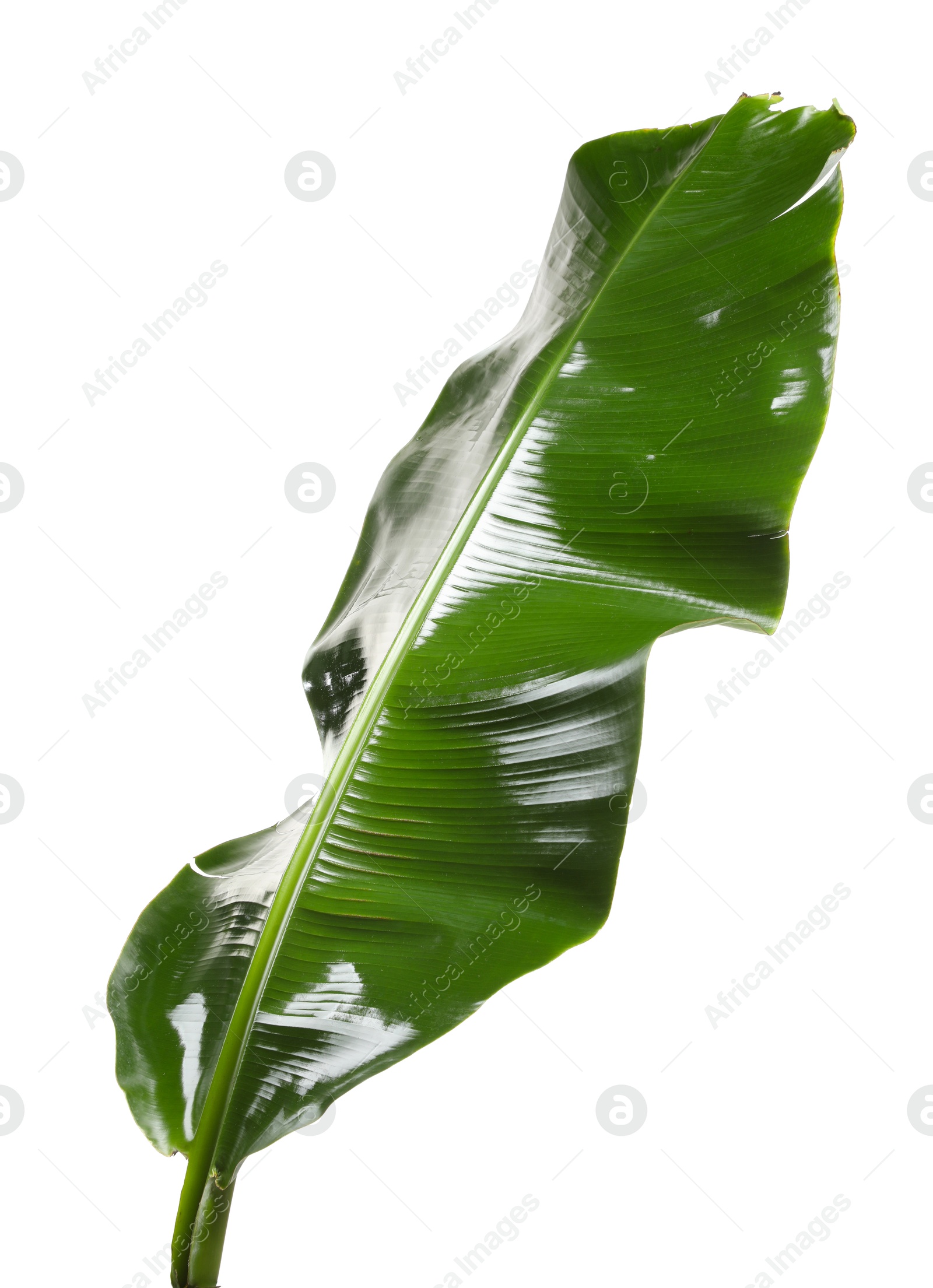 Photo of Fresh green banana tree leaf isolated on white