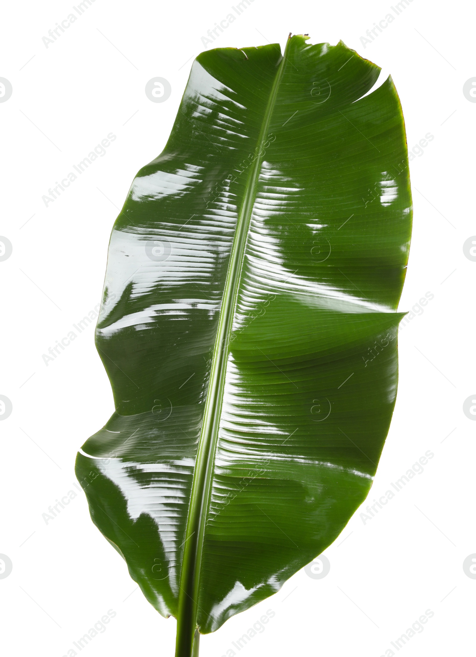 Photo of Fresh green banana tree leaf isolated on white