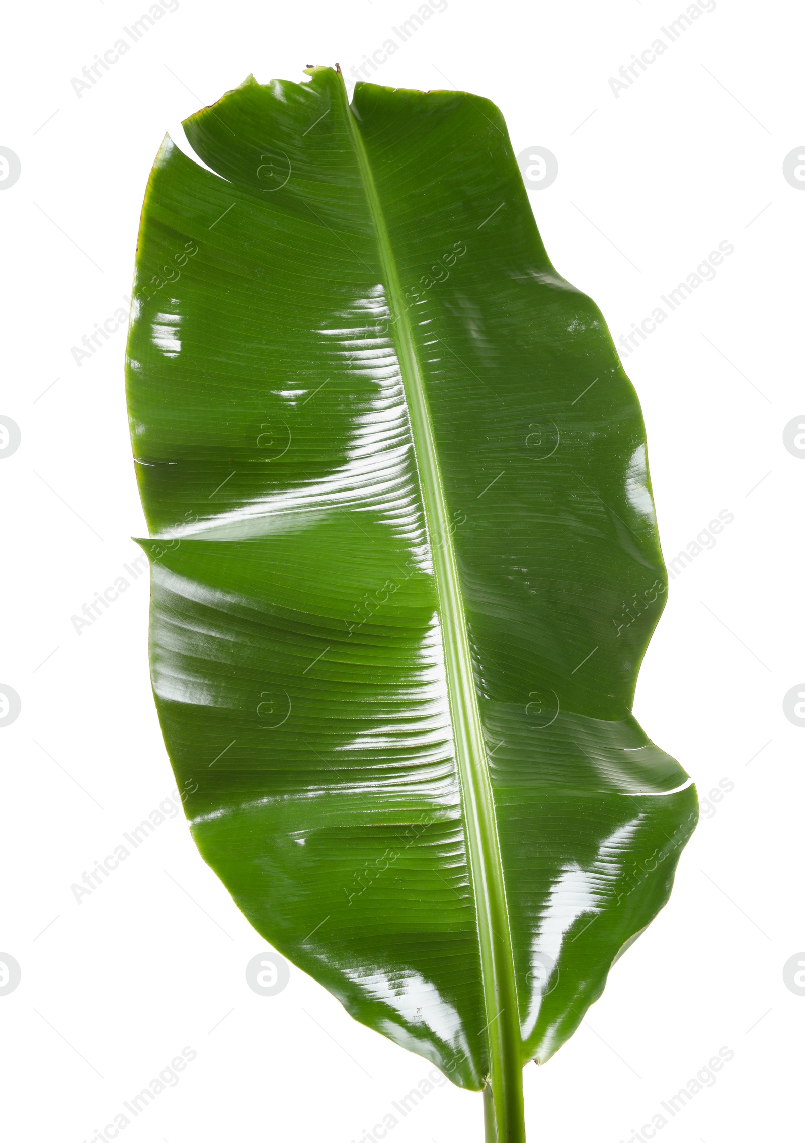 Photo of Fresh green banana tree leaf isolated on white