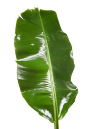 Photo of Fresh green banana tree leaf isolated on white