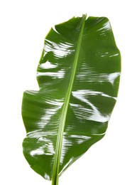 Photo of Fresh green banana tree leaf isolated on white