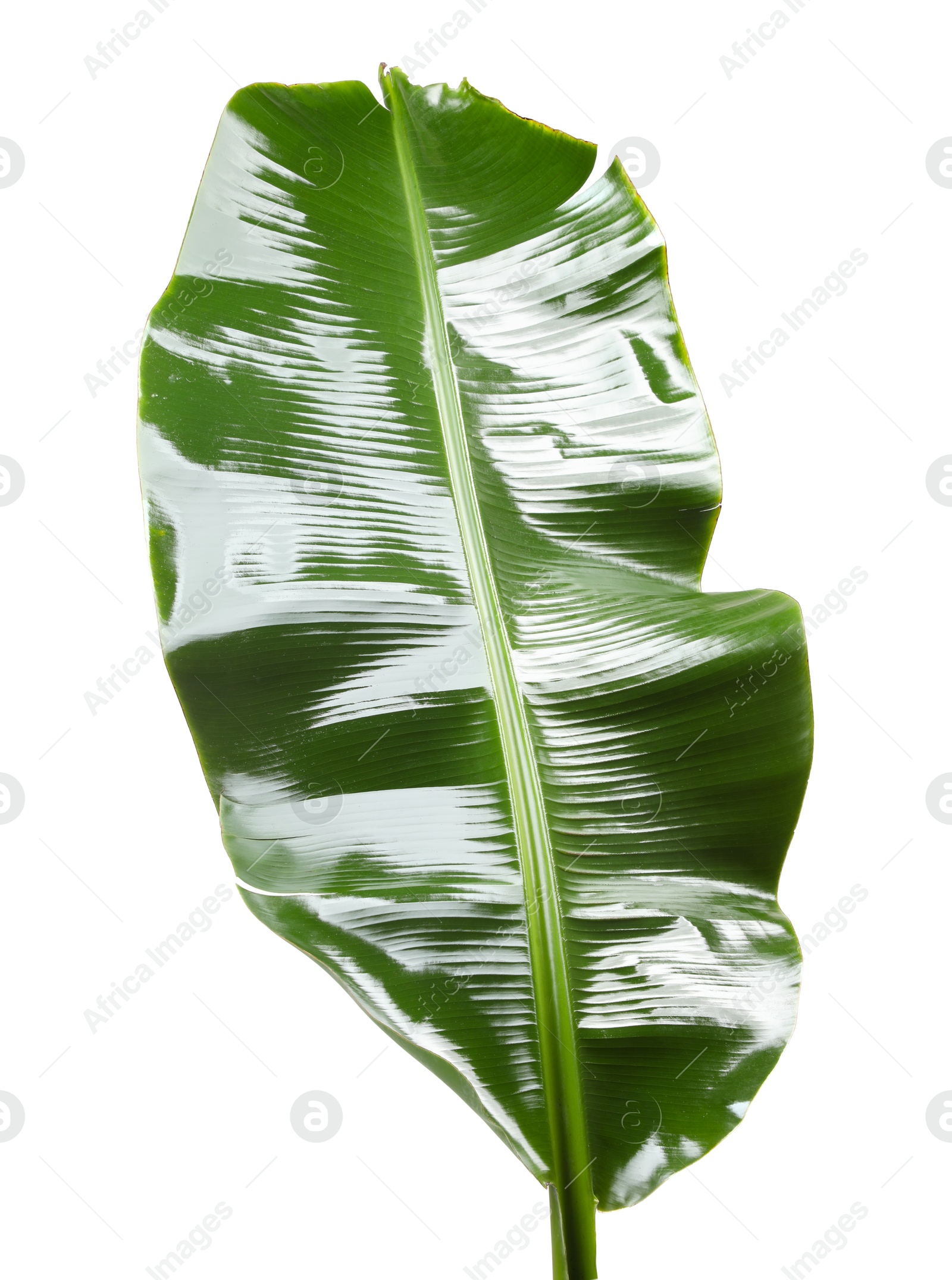 Photo of Fresh green banana tree leaf isolated on white