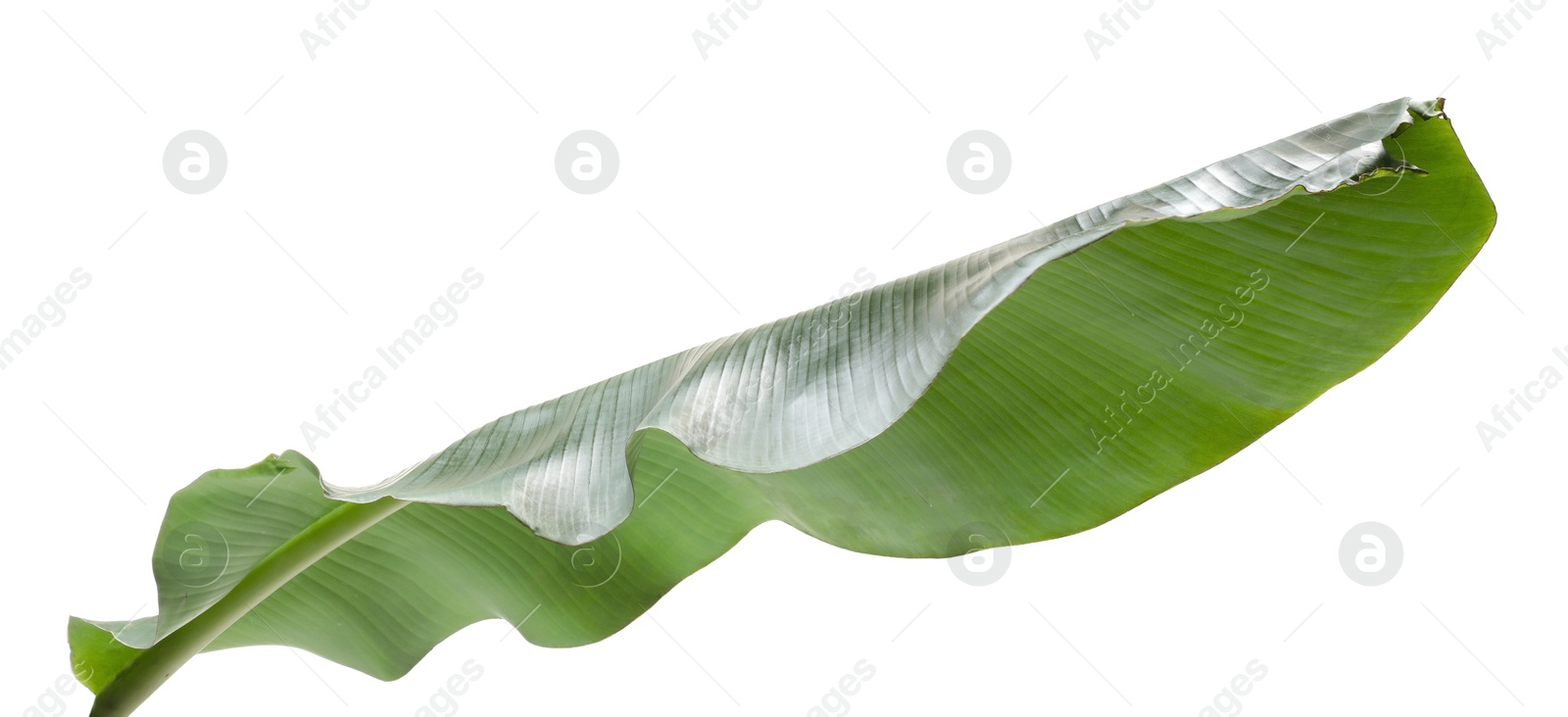 Photo of Fresh green banana tree leaf isolated on white