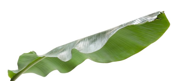 Fresh green banana tree leaf isolated on white