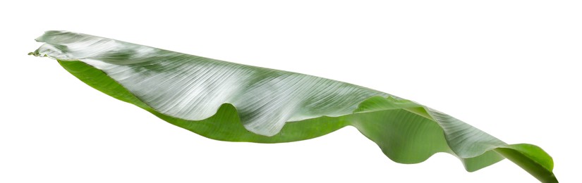 Photo of Fresh green banana tree leaf isolated on white