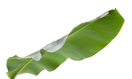 Photo of Fresh green banana tree leaf isolated on white