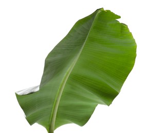 Photo of Fresh green banana tree leaf isolated on white