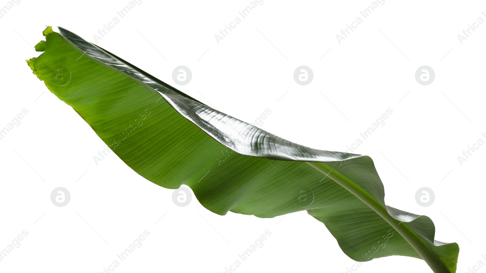 Photo of Fresh green banana tree leaf isolated on white