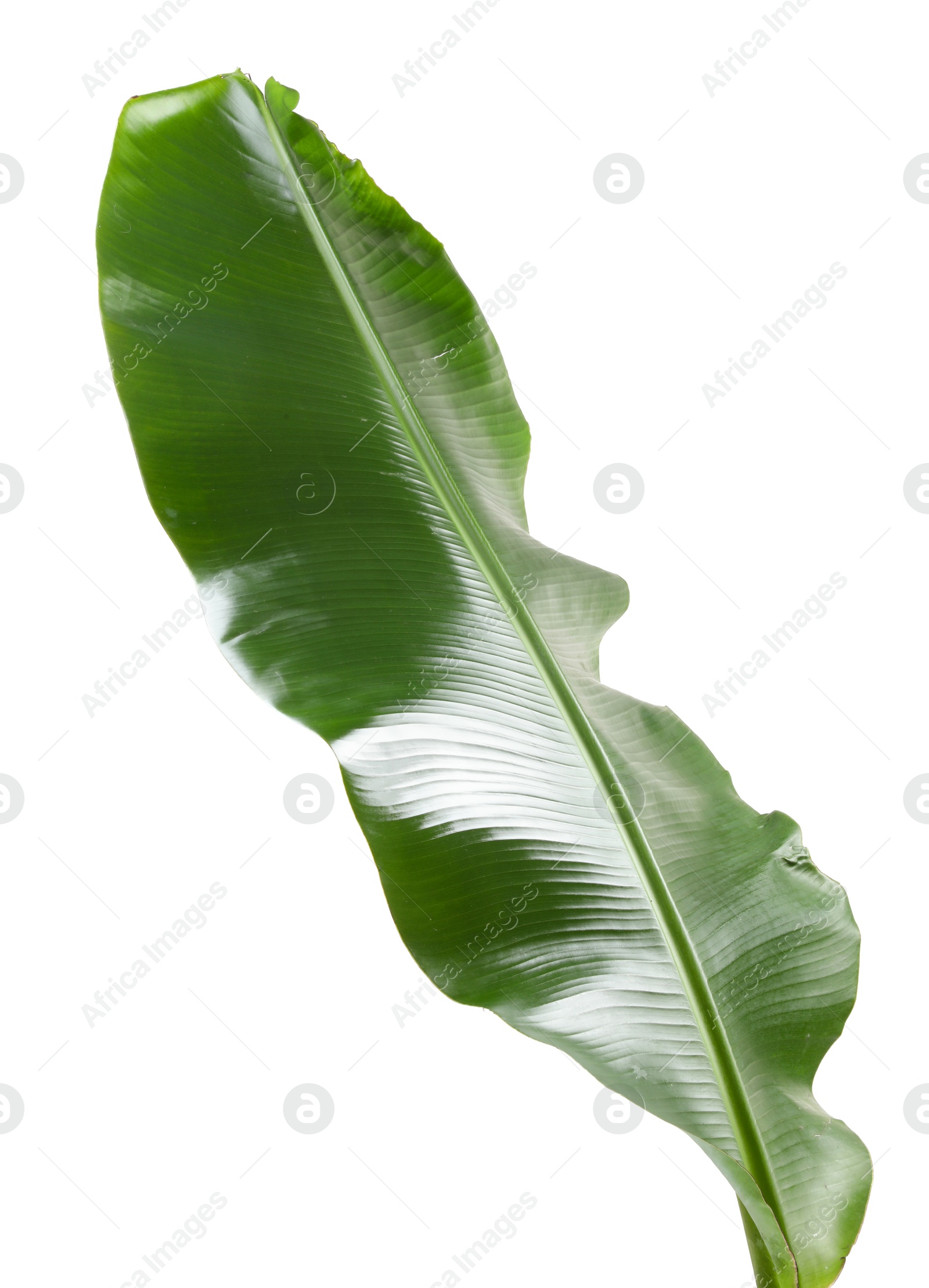 Photo of Fresh green banana tree leaf isolated on white