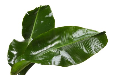 Photo of Fresh green banana tree leaves isolated on white