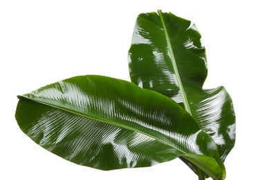 Photo of Fresh green banana tree leaves isolated on white