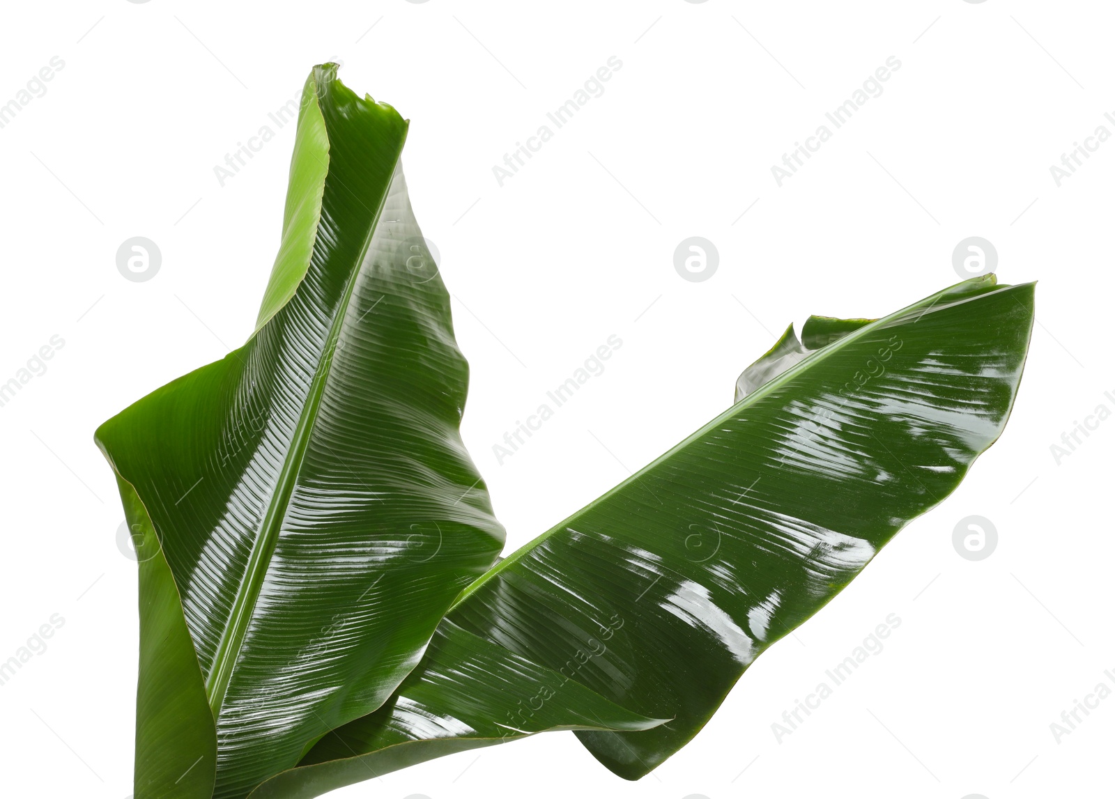 Photo of Fresh green banana tree leaves isolated on white